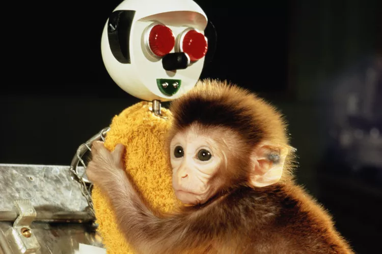 Harlow - bébés singes rhésus
