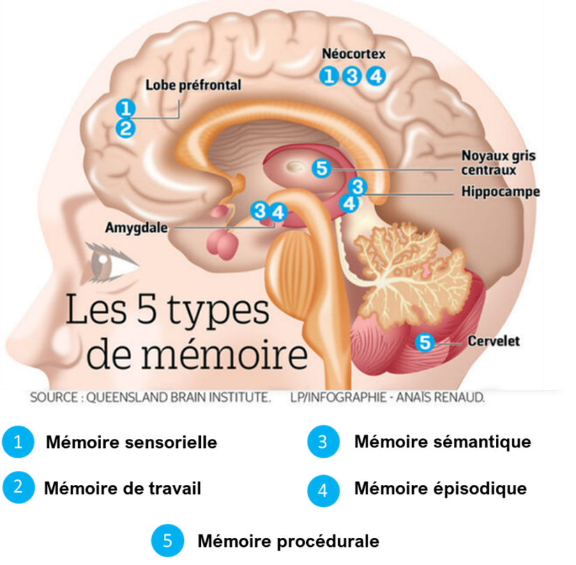 Chaque type de mémoire repose sur des circuits neuronaux spécifiques.